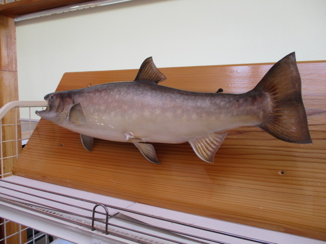 ���A���ȃT�P�̓W��_���̉w ����Ă��I���q