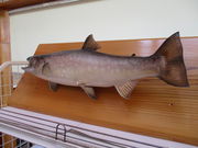 yosshy̓̉w ĂIq̓eʐ^1