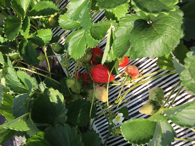 �L���[�g�ȃC�`�S�����_�����������