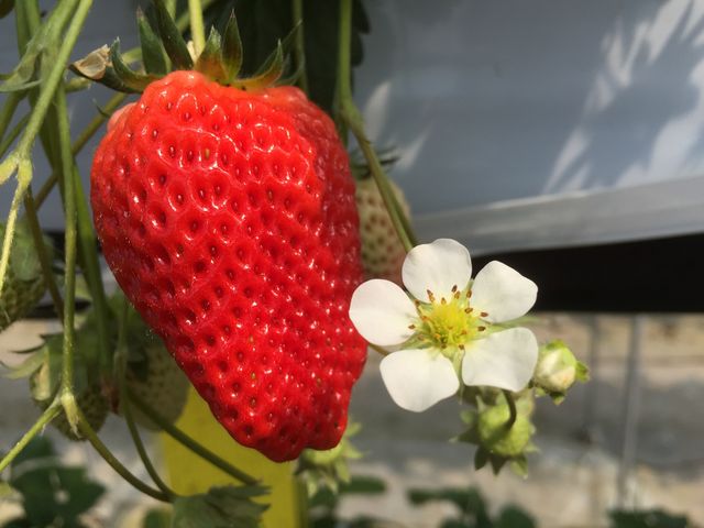 ��������䕂����ł��B_�������񂿂̂��������