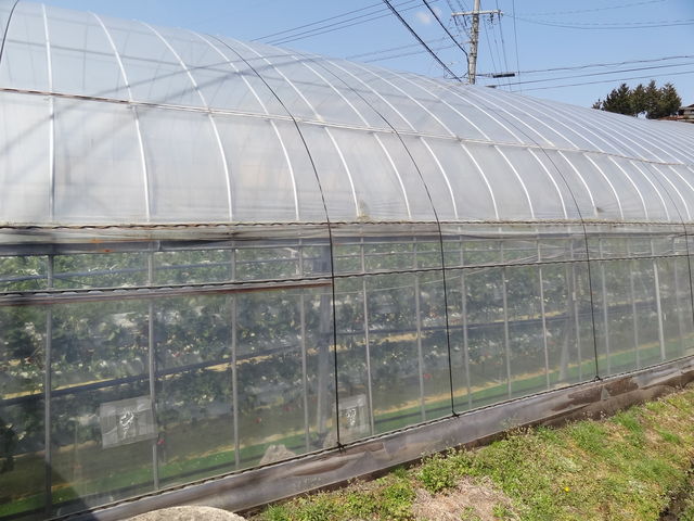 �@���΂Ԃǂ����