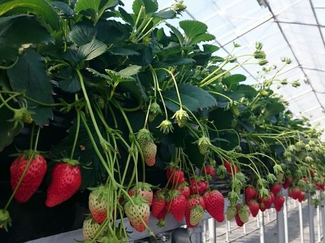 �������I_���[��������