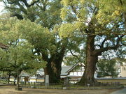 Ԃ񂳂̑PivĎsj̓eʐ^1