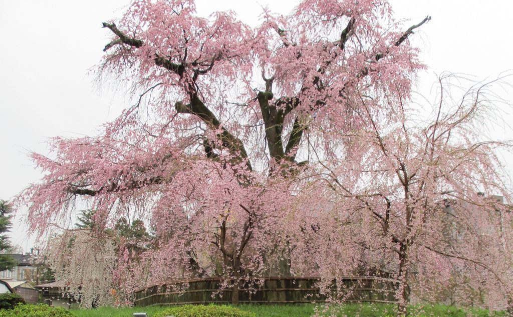 18 関西のお花見 桜名所おすすめ30選 きれいな桜を見に行こう じゃらんニュース