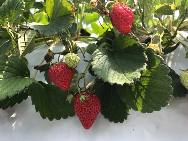 嗱ŁAōłI_Baby Berry Farm