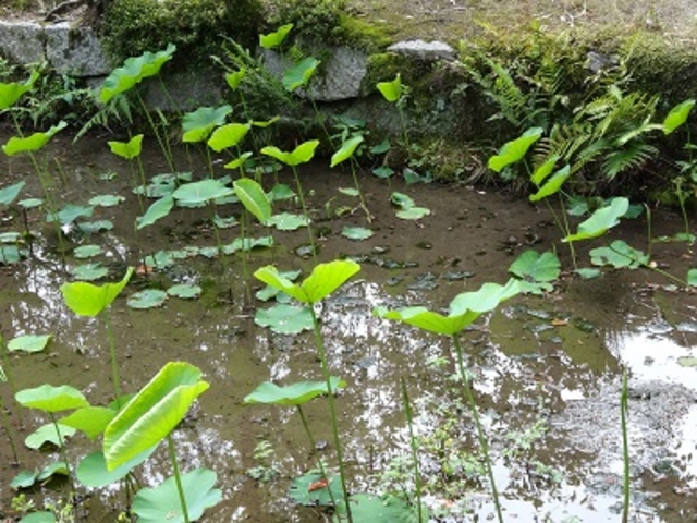 唐招提寺の蓮_唐招提寺の蓮