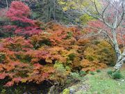 �������񂳂�̉���@�̓��e�ʐ^1