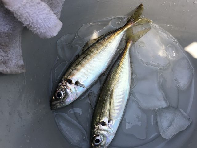 �A�W���ނ�܂���_�C�̉w���������s��