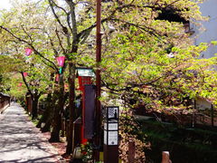 城崎温泉街の桜の口コミ一覧 じゃらんnet