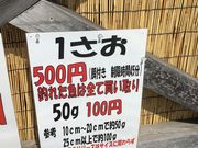 Ђ悿񂳂̊C̉ws̓eʐ^3