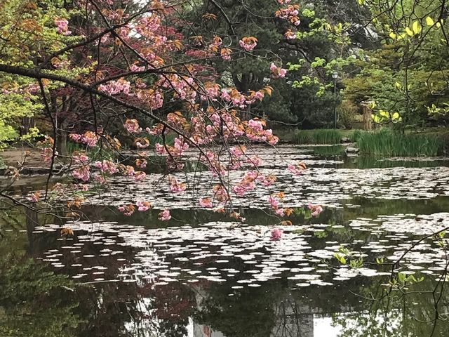 ���ʂɍ�_�k�C�������{����(�Ԃ�񂪒���)