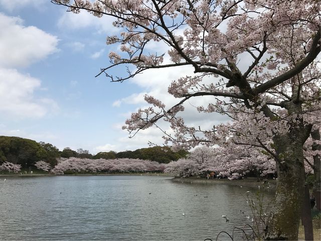 ̔Ɏv킸RقǂłB_ɌΌ̍