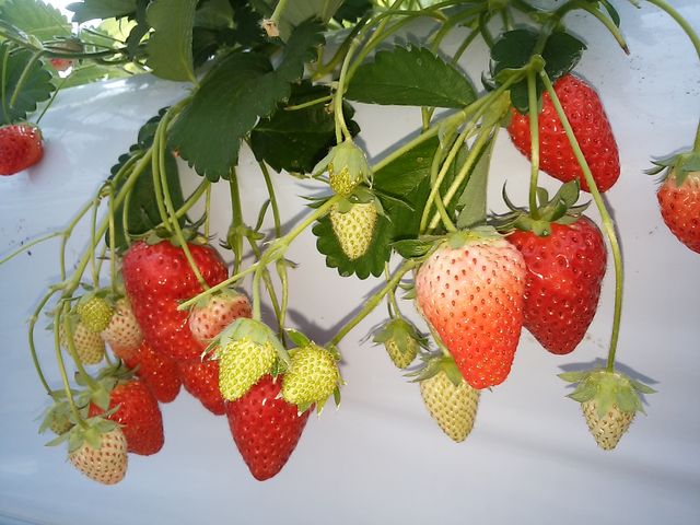 �����Ƒ傫���̂�����܂�����_�r��������