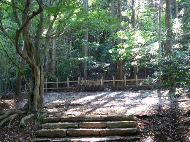 �l�c�q���̔q���B�P���݂����A�����L���͏C���ꂩ�ʓ����Ղ̂悤�B�ȉ�2017�N5��14��_�����ӂ�_��