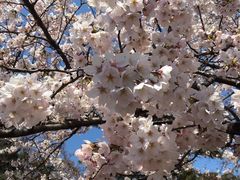 華蔵寺公園のさくらの口コミ一覧 じゃらんnet