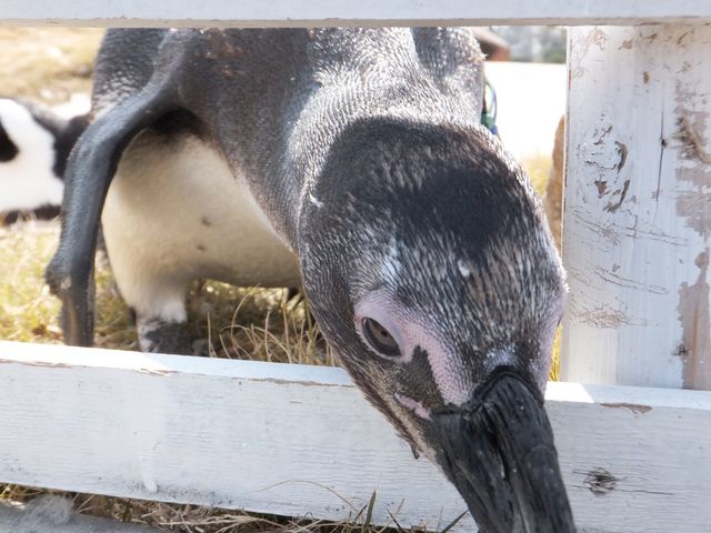 赤穂海浜公園 動物ふれあい村 アクセス 営業時間 料金情報 じゃらんnet