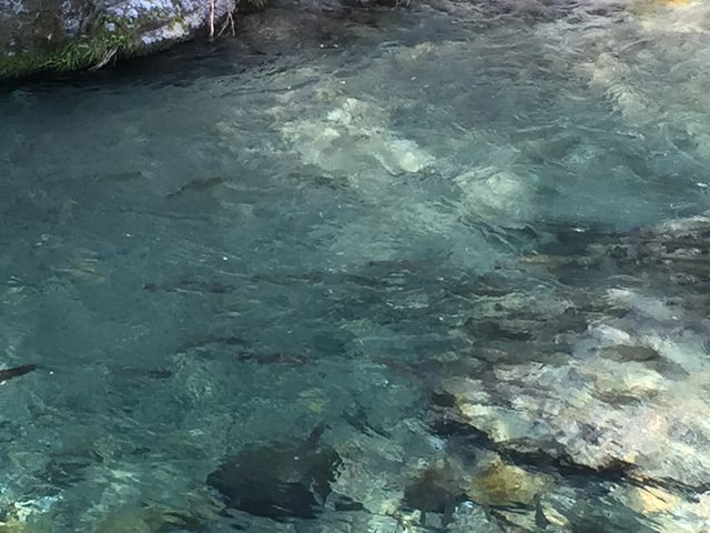 �삪�����ʂ��Ă��܂�_�݂��炢�k�J