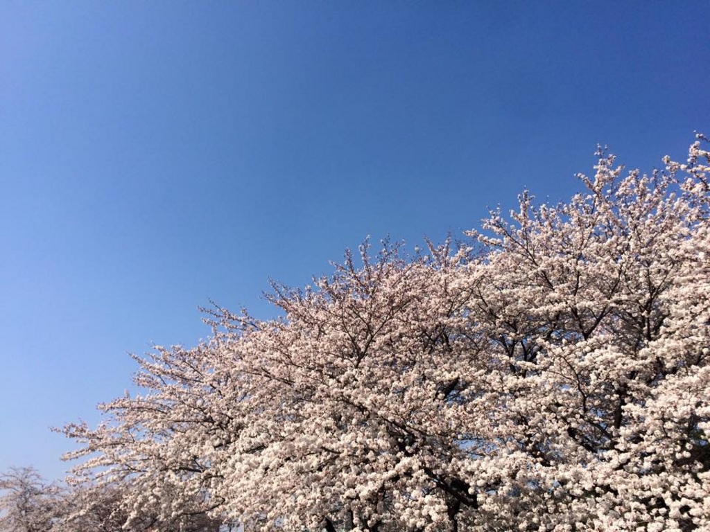 18 関東のお花見 桜名所おすすめ30選 きれいな桜を見に行こう 2 じゃらんnet