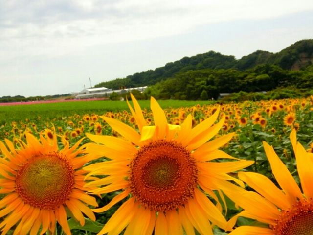 �ό��_���ԂЂ��