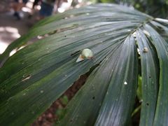 񂳂̃KK[̒Jւ̓eʐ^1