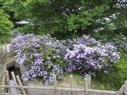 lardene����̗��厛�̓��e�ʐ^1