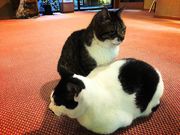 AbR񂳂̋R܂Ԃ̓eʐ^1