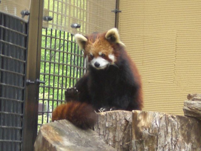 ���b�T�[�p���__���R������