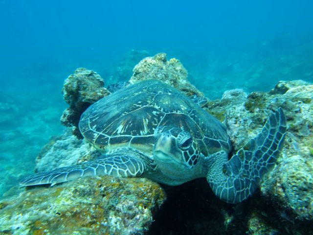 �x�e���̃E�~�K��_���v���_�C�r���O�K�C�h���S�n