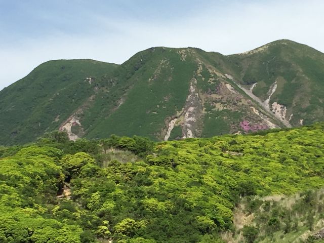 �R���ɂ̓~���}�L���V�}�̃s���N�F�����X�Ɍ���܂����B_�O���R