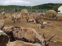 幌延町トナカイ観光牧場の口コミ一覧 2ページ目 じゃらんnet