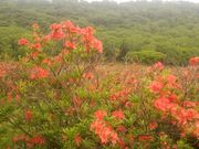 񂳂̐ԏR̃ccW̓eʐ^1