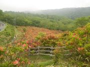 񂳂̐ԏR̃ccW̓eʐ^2