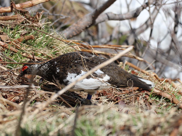 ������_�݂��肪�r