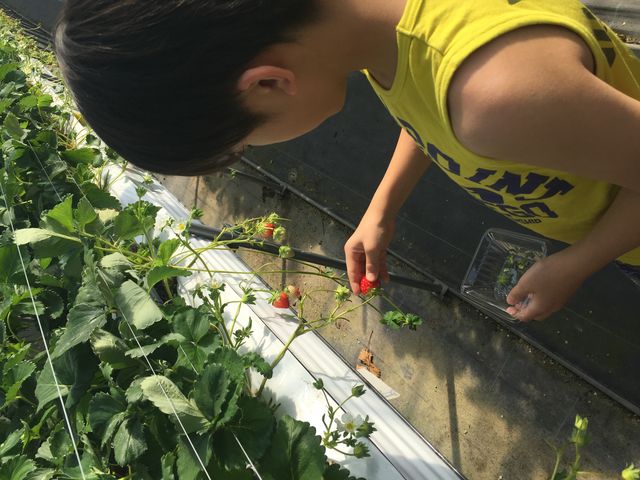 �ʐ^����]���Ă��܂������ǁA�A�A�q�ǂ��ł��o���o�����ăK�u�K�u�s���܂��I_Farm U.S.A