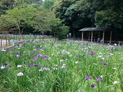 񂿂񂳂̖{̉Ԃ傤Ԃւ̓eʐ^1