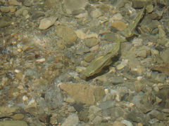 ���[����񂳂�̑ꔨ�ΔȊό��A�}�S�E�}�X�ނ��ւ̓��e�ʐ^1