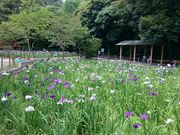 񂿂񂳂̖{̉Ԃ傤Ԃ̓eʐ^1