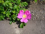 `܂˂̏̃n}iX̓eʐ^1