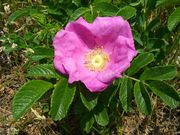 `܂˂̏̃n}iX̓eʐ^2