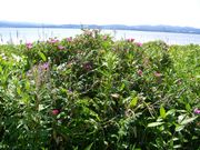 `܂˂̏̃n}iX̓eʐ^3