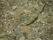 [񂳂̑ꔨΔȊόA}SE}Xނ̓eʐ^1