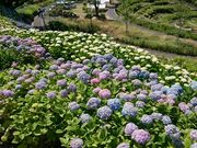 񂿂񂳂̍R̃AWTC̓eʐ^1