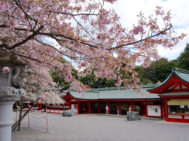 境内の桜_近江神宮