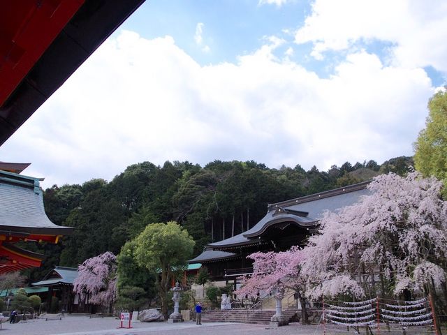 桜と外拝殿_近江神宮