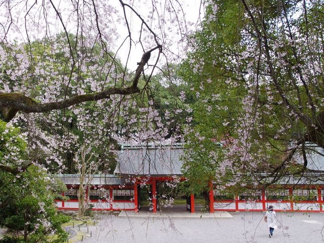 枝垂れ桜と北神門_近江神宮