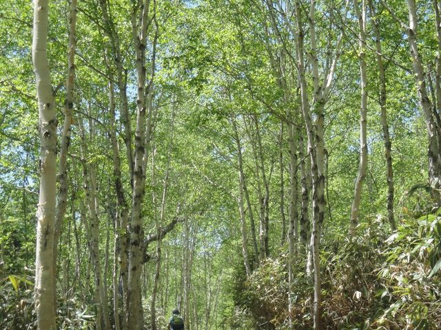 �������ꂽ�V�������R�O���قǕ���_��������