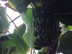 XC[g񂳂̔Moiijւ̓eʐ^2