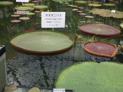 XC[g񂳂̔Moiijւ̓eʐ^4