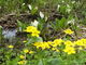 ibokororiさんの栂池自然園の水芭蕉の投稿写真1