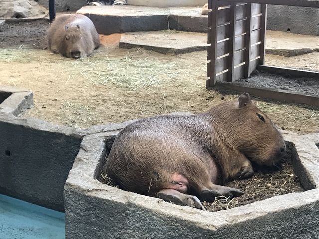 �����Q��_NIFREL�i�j�t�����j